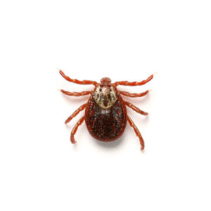 An American Dog Tick against a white background - Keep American Dog Ticks away from your home with Bug Out in St. Louis.