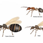Digital drawing displaying types of ants - Keep ants out of your home with Bug Out in St. Louis MO