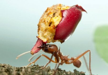 An ant carrying an apple - Keep ants out of your home with Bug Out in St. Louis MO