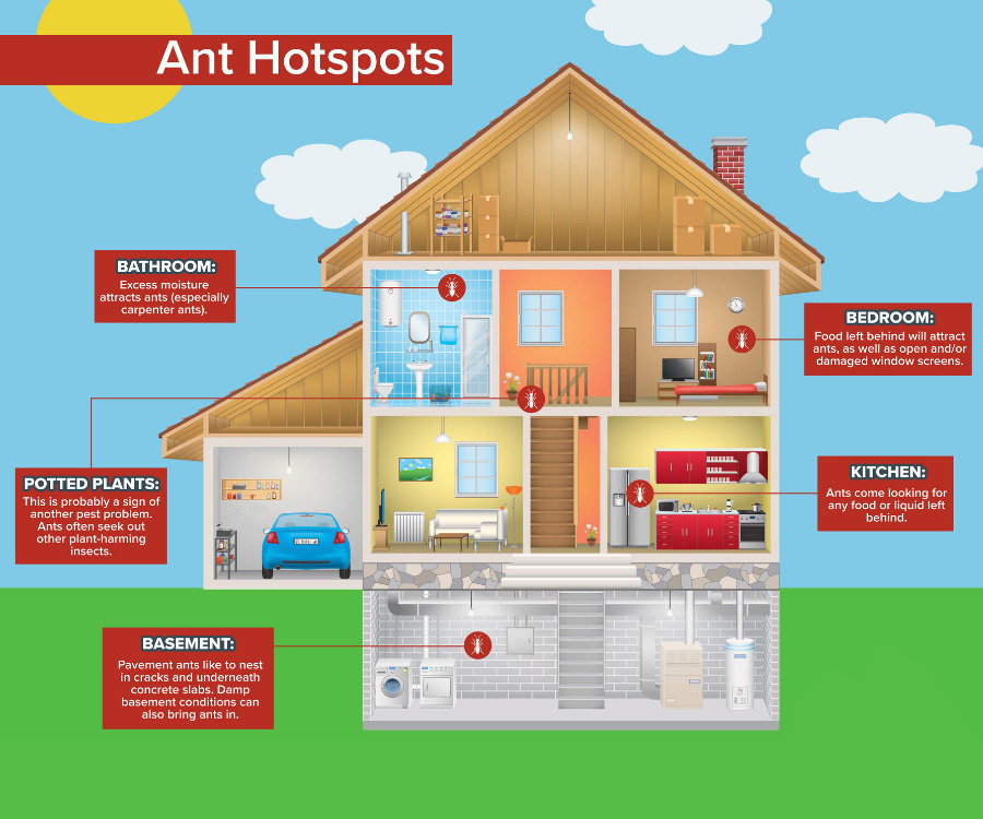 Ant hotspots in home infographic in St. Louis |  Bug Out