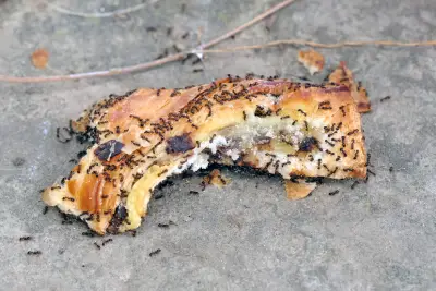 What Foods Are Ants Most Attracted To? in your area