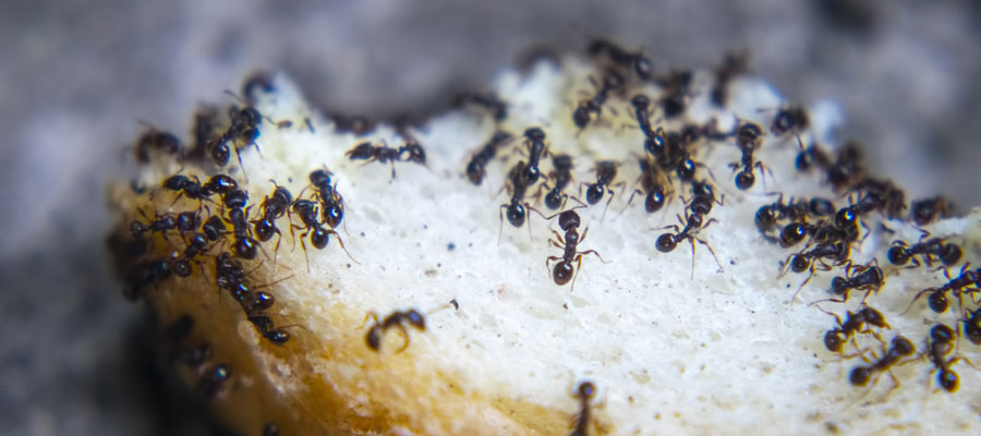 A swarm of ants crawling on bread - Keep ants out of your kitchen with Bug Out in St. Louis MO