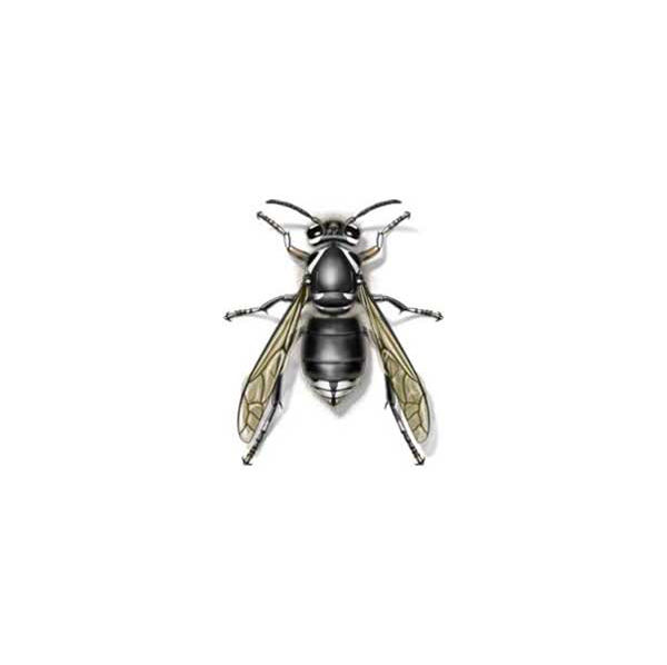 Bald Faced Hornet against a white background - Keep Bald Faced Hornets away from your home with Bug Out in St. Louis.