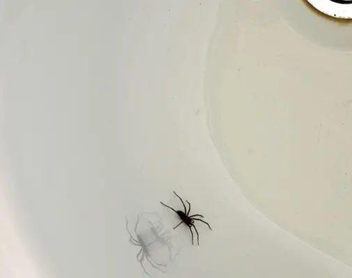 spider crawling in a bathroom sink - Keep spiders out of your bathroom with Bug Out in St. Louis MO