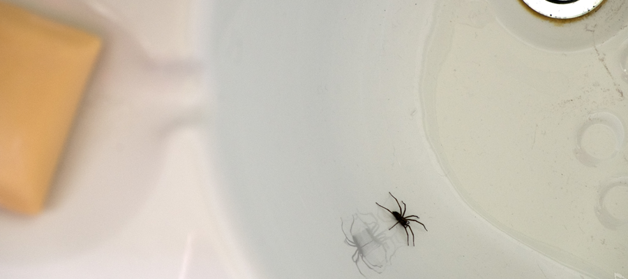 spider crawling in a bathroom sink - Keep spiders out of your bathroom with Bug Out in St. Louis MO