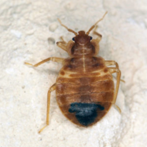 Close up of a bed bug on a mattress - Keep bed bugs out of your bed with Bug Out in St. Louis