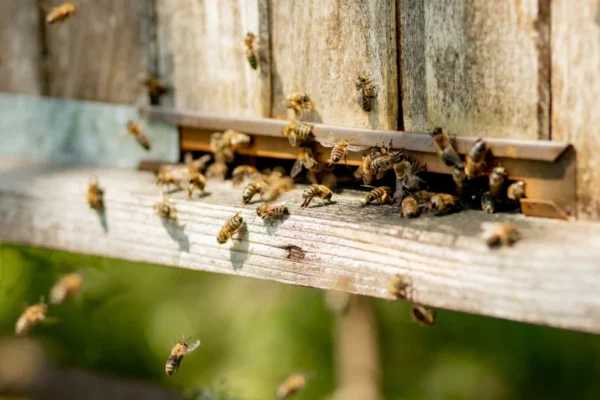 A swarm if bees nesting between a fence