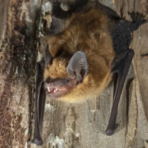 A big brown bat hanging from the top of the ceiling in a cave - Keep bats away from your home with Bug Out in St. Louis