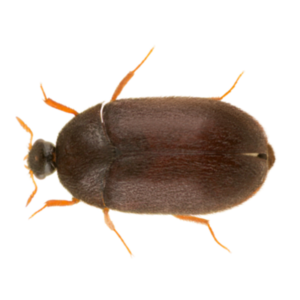 Black Carpet Beetle against a white background - Keep Black Carpet Beetles away from your home with Bug Out in St. Louis.