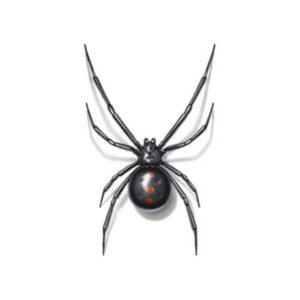 Black Widow against a white background - Keep Black Widows away from your home with Bug Out in St. Louis