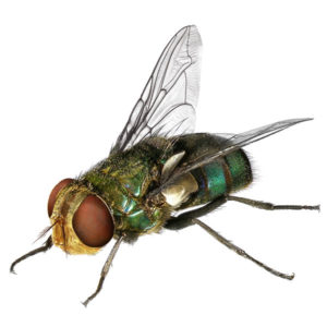 A Brown Fly against a white background - Keep Brown Flies away from your home with Bug Out in St. Louis.