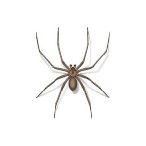 Brown Recluse Spider against a white background - Keep Brown Recluse Spiders away from your home with Bug Out in St. Louis