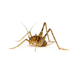 Camel Cricket against a white background - Keep Camel Crickets away from your home with Bug Out in St. Louis.