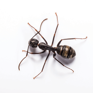 Carpenter Ant against a white background - Keep Carpenter Ants away from your home with Bug Out in St. Louis.