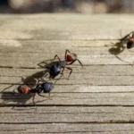 Macro of several queen ants looking for a mate to make a nest. Call Bug Out to schedule a carpenter ant inspection today.