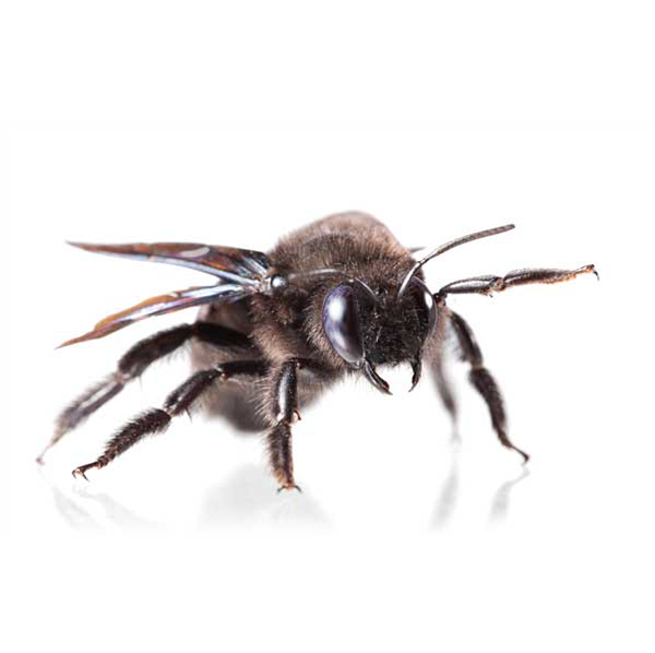 Carpenter Bee against a white background - Keep Carpenter Bees away from your home with Bug Out in St. Louis.