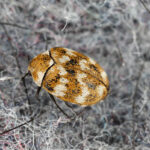 A close up of a carpet beetle tangled in carpet fibers - Keep carpet beetles out of your carpet with Bug Out in St. Louis MO