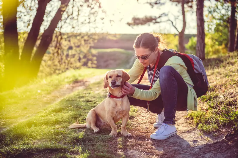 Checking a dog for ticks. Bug Out offers comprehensive tick and mosquito control to protect your animals and loved ones.