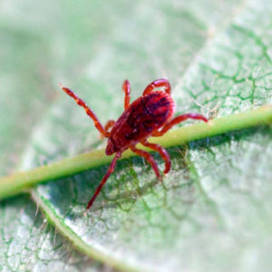 A chigger mite crawling on a leaf - Keep chigger mites out of your home with Bug Out in St. Louis