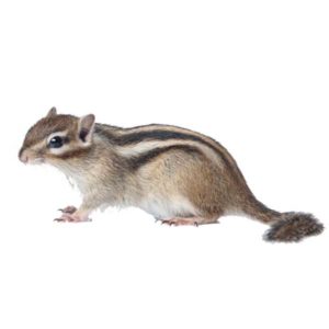 Chipmunk against a white background - Keep Chipmunks away from your home with Bug Out in St. Louis