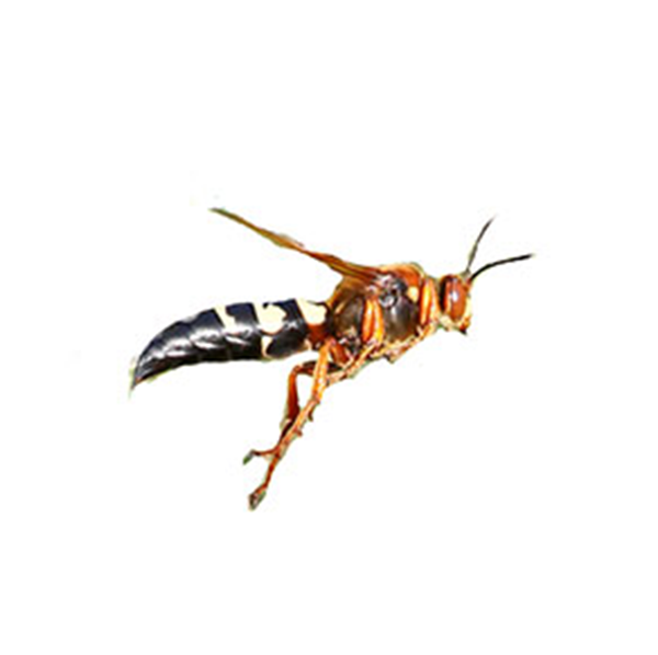 Cicada Killer Wasp against a white background - Keep Cicada Killer Wasps away from your home with Bug Out in St. Louis.