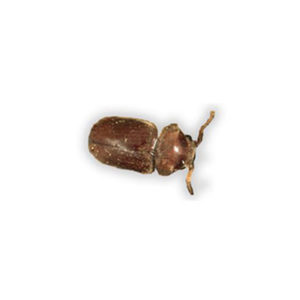 Cigarette Beetle against a white background - Keep Cigarette Beetles away from your home with Bug Out in St. Louis
