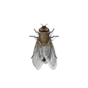 A Cluster Fly against a white background - Keep Cluster Flies away from your home with Bug Out in St. Louis.