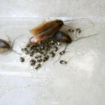 German cockroach egg case in Missouri home. Contact Bug Out if you find cockroaches in your home or business.