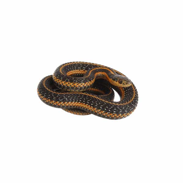 Common Garter Snake against a white background - Keep Common Garter Snakes away from your home with Bug Out in St. Louis