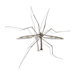 A Crane Fly against a white background - Keep Crane Flies away from your home with Bug Out in St. Louis.