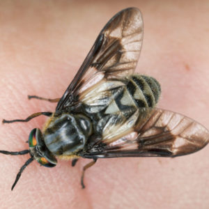 A deer fly on a person's finger - Keep deer flies away from your home with Bug Out in St. Louis