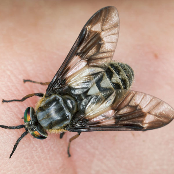 A deer fly on a person's finger - Keep deer flies away from your home with Bug Out in St. Louis