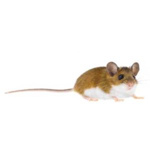 Deer Mouse against a white background - Keep Deer Mice away from your home with Bug Out in St. Louis