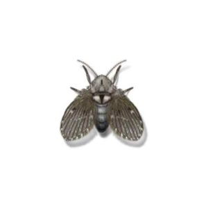 Drain fly against a white background - Keep drain Flies away from your home with Bug Out in St. Louis.