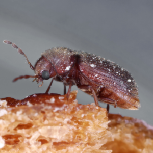 A drug store beetle on a grain of rice - Keep pantry pests away from your kitchen with Bug Out in St. Louis