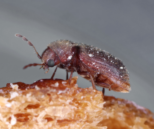 A drug store beetle on a grain of rice - Keep pantry pests away from your kitchen with Bug Out in St. Louis