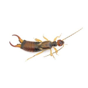 Earwig against a white background - Keep Earwigs away from your home with Bug Out in St. Louis.