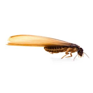 Eastern Subterranean Termite against a white background - Keep Eastern Subterranean Termites away from your home with Bug Out in St. Louis.