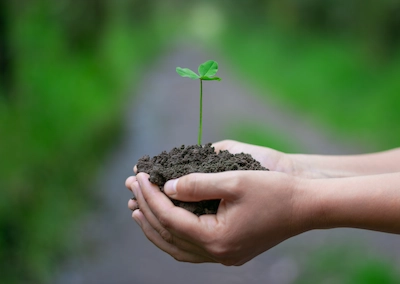 Hands cupping soil with a small plant growing from the soil.