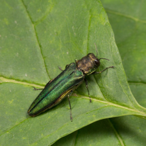 Emeral ash borer crawling on a leaf - Keep emerald ash borers away from your home with Bug Out in St. Louis