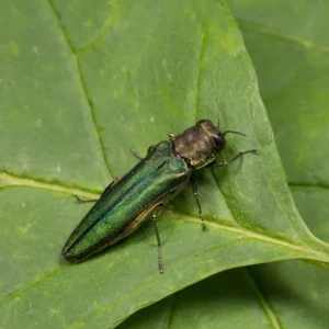 Emeral ash borer crawling on a leaf - Keep emerald ash borers away from your home with Bug Out in St. Louis