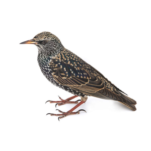 A European Starling against a white background - Keep European Starlings away from your home with Bug Out in St. Louis.