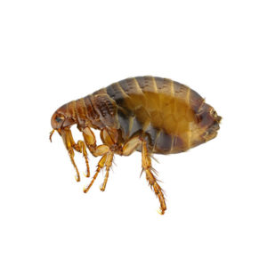 A Flea against a white background - Keep Fleas away from your home with Bug Out in St. Louis.