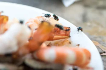 Filth flies swarm a plate of shrimp at a restaurant. Contact the fly control experts at Bug Out to protect your business from flies and other unwanted pests.