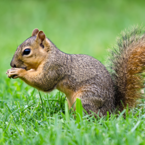 A fox squirrel on a lush green lawn - Keep fox squirrels away from your lawn with Bug Out in St. Loius