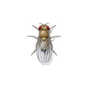 Fruit Fly against a white background - Keep Fruit Flies away from your home with Bug Out in St. Louis.