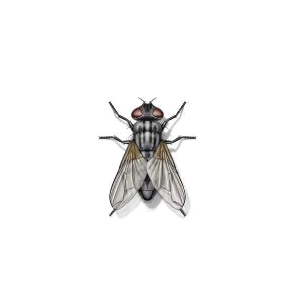 Garbage Fly against a white background - Keep Garbage Flies away from your home with Bug Out in St. Louis.