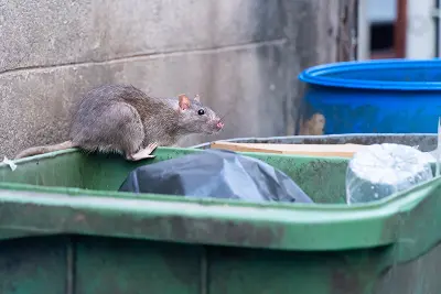 Rodent Detection: Six Signs You Shouldn’t Ignore in your area