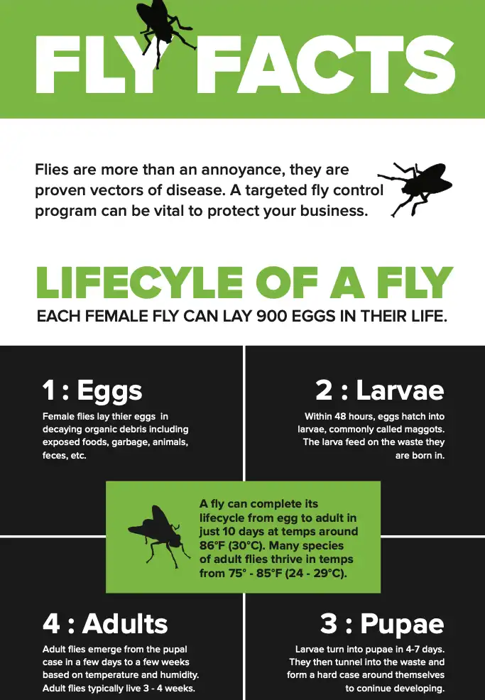 Download Fly Facts Infographic