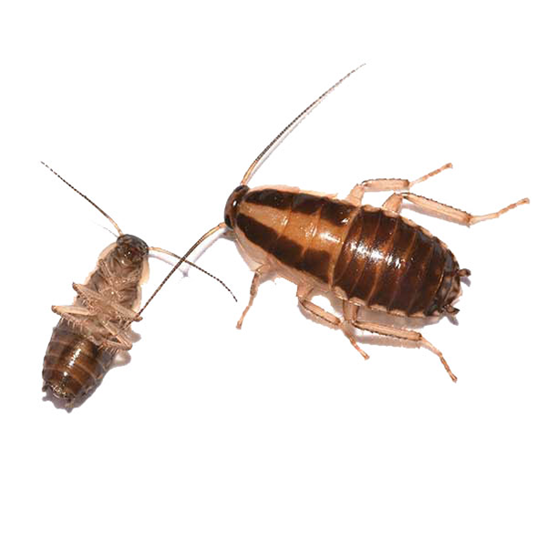 A German Cockroach against a white background - Keep German Cockroaches away from your home with Bug Out in St. Louis.